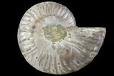Agatized Ammonite Fossil (Half) - Crystal Chambers #111500-1